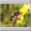 Anthidium manicatum - Grosse Wollbiene m16a 13mm.jpg